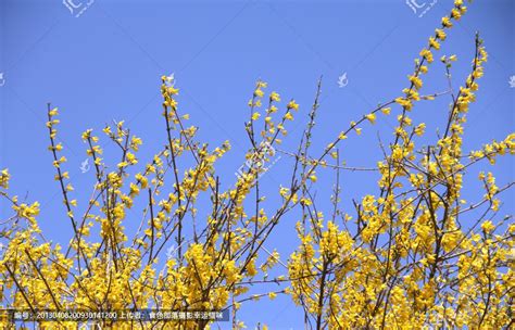 迎春花资料