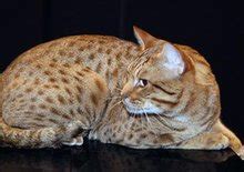 什么是欧西猫,宠物欧西猫的习性特征与喂养等介绍