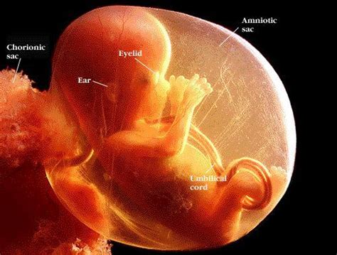 胎儿大脑什么时候发育完全