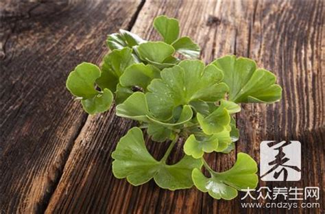 柳丁的药用价值