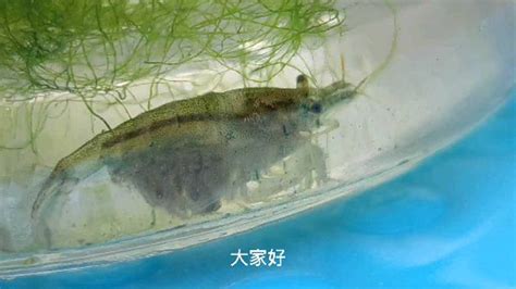黑殼蝦只要抱卵就會生小蝦嗎