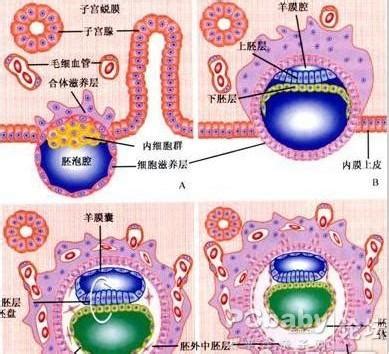 着床的前兆是什么症状