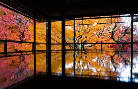 最美红叶季，一场日本庭园景观盛宴