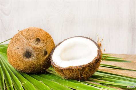袖珍椰子的生长习性及繁殖方式?