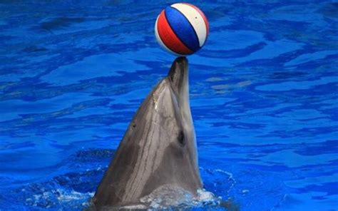 海豚的寿命一般是多久?