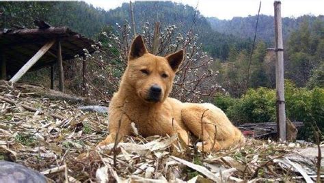 中华田园犬的寿命