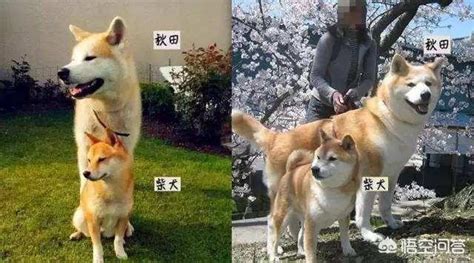 秋田犬和柴犬有什么区别