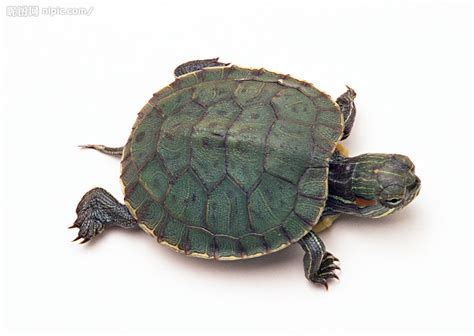 藏_与小乌龟有关的作文150字【合集5则】