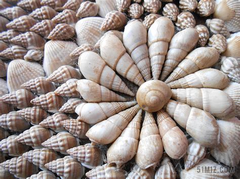 美丽的贝壳(精选8篇)