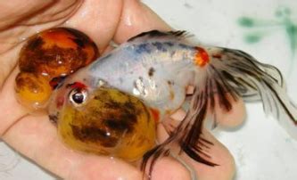 金魚怎么分公母
