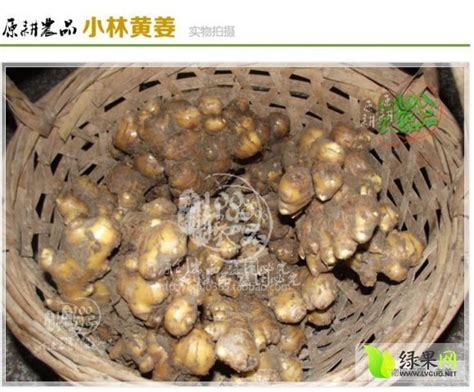 新丰姜_家乡的特产作文600字[共5篇]
