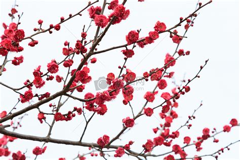 阅读下面一首诗,按要求答题. 梅花 苏轼春来幽谷水潺潺,灼烁梅花草棘间;一夜东风吹石裂,半随