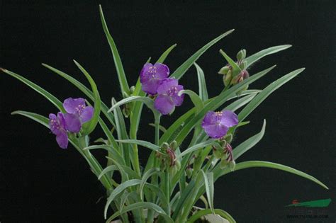 心叶紫露草 属于什么种类的花卉