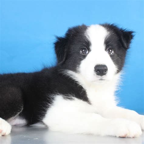 什么是夏伊洛牧羊犬,宠物夏伊洛牧羊犬的习性特征与喂养等介绍