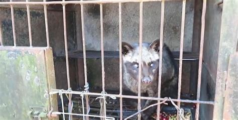 关于麝香猫.