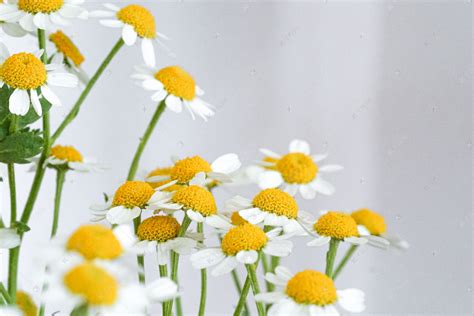 甘菊是什么菊