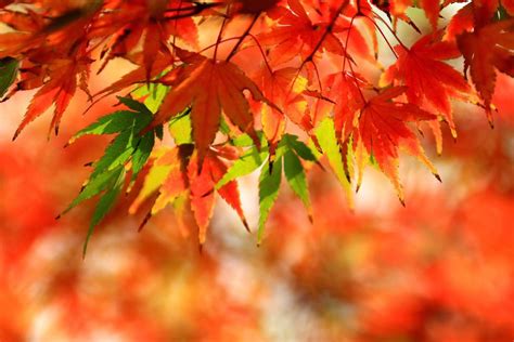 红色，绿色谁好看？(集锦5则)