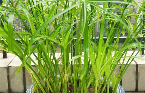 水竹能用土栽吗?