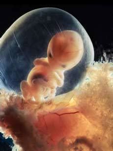胎儿大脑的发育过程