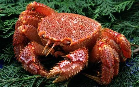 普通的螃蟹大概多少钱一斤?