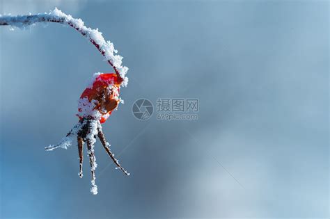 请帮忙介绍个植物百科网站