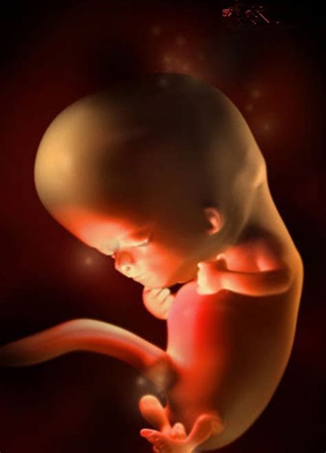 怀孕10月胎儿图片照片
