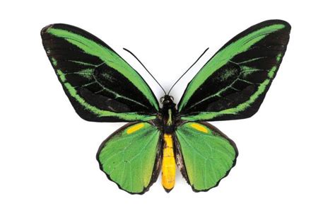美国的国蝶是什么?