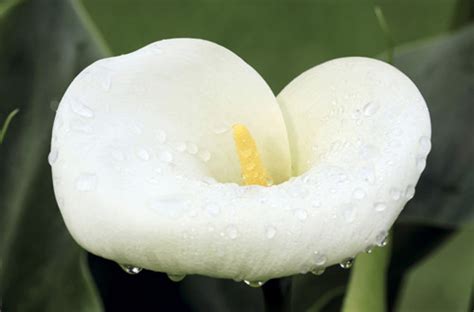 白色马蹄莲的花语是什么?寓意着什么?