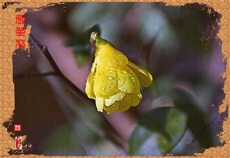 林花谢了春红完整诗句