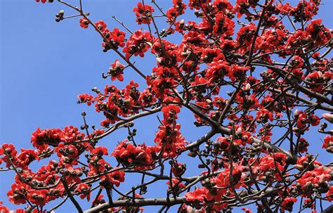 木棉花在什麽季节会落花?