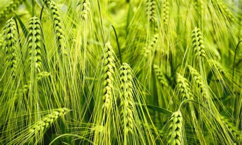水稻和小麦会开花吗?