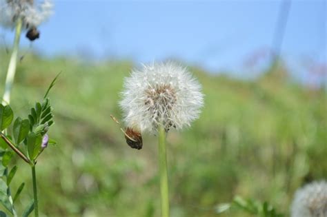 婆婆丁和蒲公英是一个草吗?