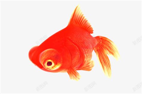 我家可爱的小金鱼（汇总8篇）