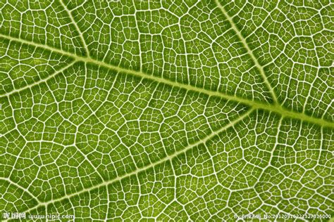 可爱的叶子-状物作文250字（共计7则）