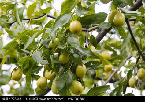 描写枣树的作文[推荐4则]