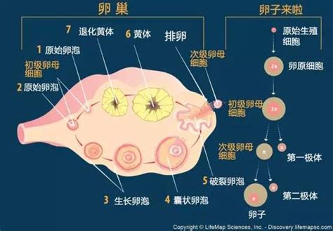 从排卵到着床最快几天