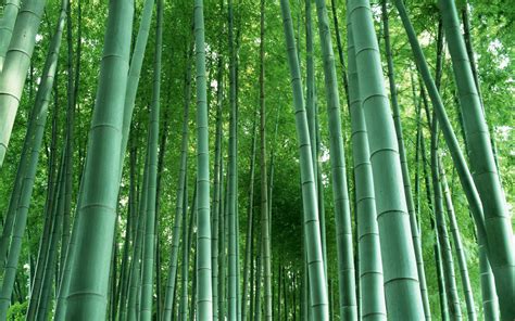 竹子是什么东西?