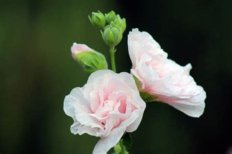 盆栽四季芙蓉花怎么养？