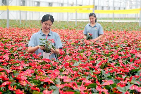 东营市的市花