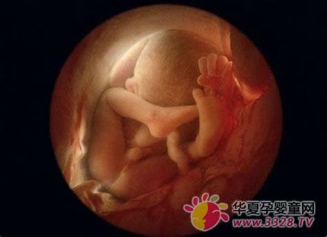 14周胎儿nt图片