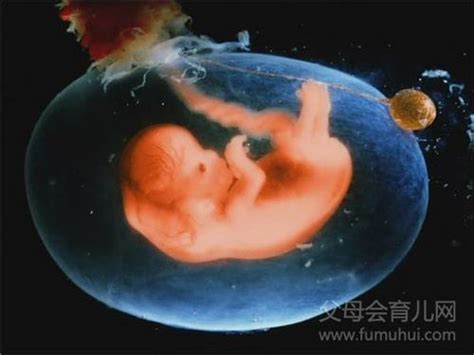 怀孕第四个月的胎儿有多大