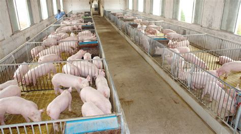 猪的生产问题