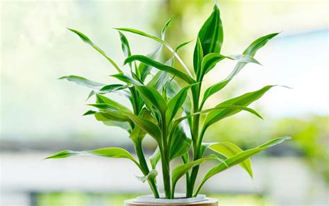 富贵竹的养殖方法和注意事项有哪些？