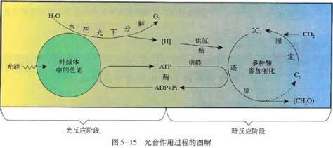 光合作用的过程