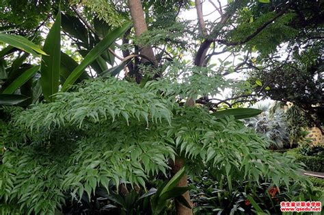 什么植物能快速开花