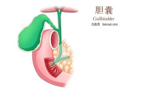 四维没看到胆囊