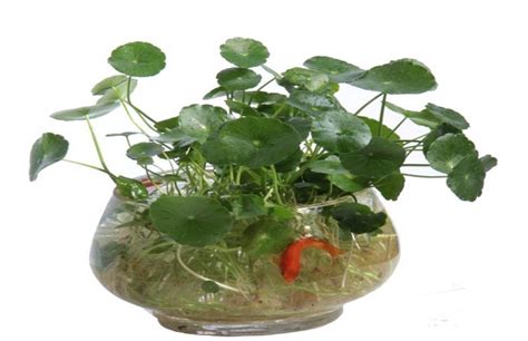 銅錢草應該怎么養才能補會養死?