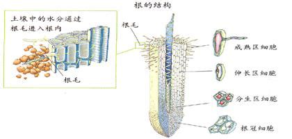 中药的白部与百部有何不同?