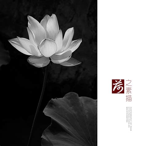 公园里的荷花_描写荷花的作文200字(集锦7篇)