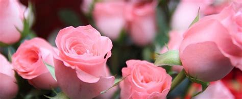 粉玫瑰代表什么意思?